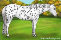 Horse Color:Blue Roan Appaloosa 