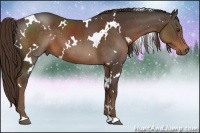 Horse Color:White Spotted Liver Chestnut 