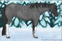 Horse Color:Smoky Blue Roan 