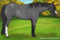 Horse Color:Blue Roan Rabicano 