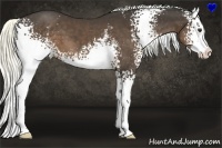 Horse Color:White Spotted Liver Chestnut Splash 