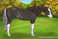Horse Color:Liver Chestnut Splash Rabicano