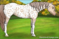 Horse Color:Bay Dun Appaloosa 