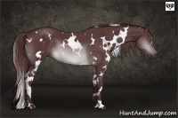 Horse Color:White Spotted Chocolate Brown Chinchilla 