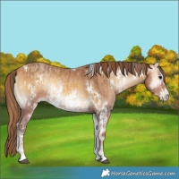 Horse Color:Buckskin Onyx Sabino Frame Rabicano  and White Spotted Blue Onyx Pearl Rabicano 