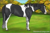 Horse Color:Black Splash Tobiano