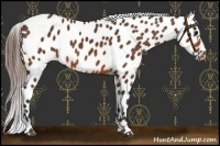 Horse Color:Bay Near Leopard 