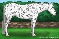 Horse Color:Black Appaloosa  and Black Appaloosa 