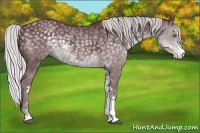 Horse Color:Chocolate Silver Black Chinchilla Sabino 