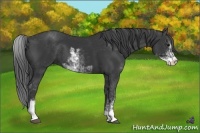 Horse Color:Black Sabino