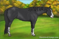 Horse Color:Black and Black Splash