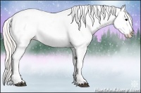 Horse Color:Silver Black Near Leopard 