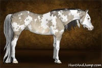 Horse Color:White Spotted Bay Dun Splash 