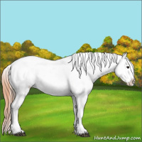 Horse Color:Brown Appaloosa 