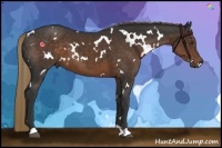 Horse Color:White Spotted Liver Chestnut