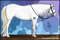 Horse Color:Buckskin Splash Appaloosa 