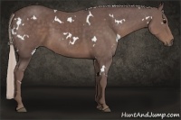 Horse Color:White Spotted Chocolate Silver Black