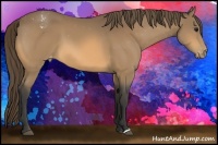 Horse Color:Buckskin Blanket 