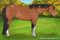 Horse Color:Bay and Bay