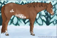 Horse Color:Chestnut  and Chestnut Frame 
