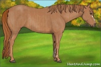 Horse Color:Chestnut  and Chestnut 