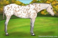 Horse Color:Buckskin Appaloosa 