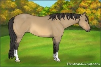 Horse Color:Buckskin Dun
