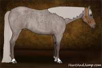 Horse Color:Silver Blue Roan Rabicano 