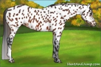 Horse Color:Bay Appaloosa