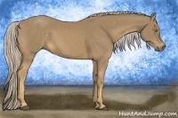 Horse Color:Palomino 