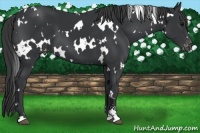 Horse Color:White Spotted Black Sabino Varnish 