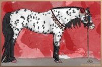 Horse Color:Black Splash Near Leopard