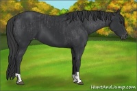 Horse Color:Black  and Black Appaloosa 