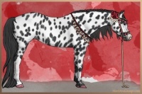 Horse Color:Black Appaloosa Rabicano 