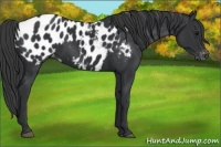 Horse Color:Black Appaloosa Rabicano 