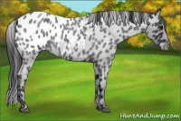 Horse Color:Blue Roan Appaloosa 