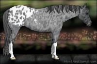 Horse Color:Blue Roan Appaloosa 