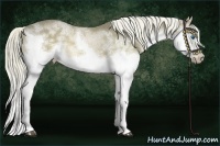 Horse Color:Chocolate Palomino Dun Sabino Splash Frame 