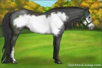 Horse Color:Smoky Black Frame 