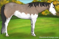 Horse Color:Buckskin Roan Sabino Splash