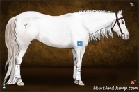 Horse Color:Chestnut Appaloosa 