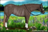 Horse Color:Liver Chestnut Rabicano 