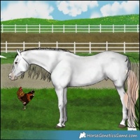 Horse Color:Liver Chestnut Appaloosa 