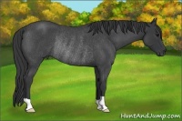 Horse Color:Blue Roan Rabicano