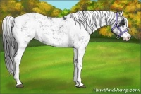 Horse Color:Black Sabino 