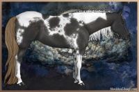 Horse Color:Liver Chestnut Tobiano 