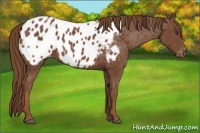 Horse Color:Chestnut Near Leopard 
