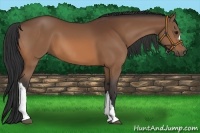 Horse Color:Bay 
