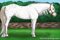 Horse Color:Red Roan Appaloosa