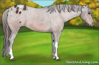 Horse Color:Bay Appaloosa 
